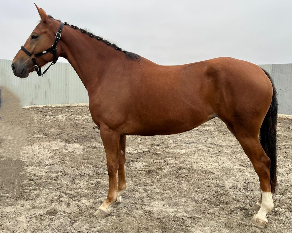horse